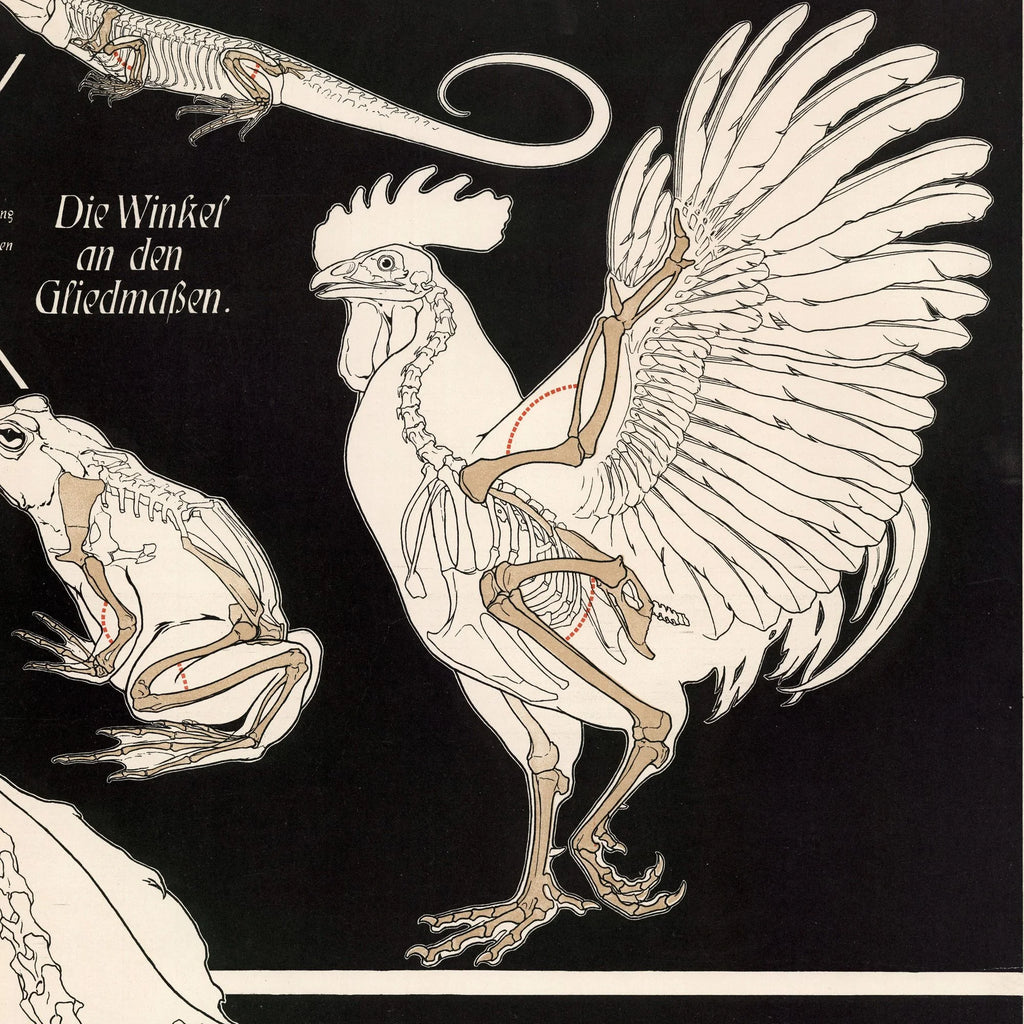 Vinklen i glideled 1907 - Zoologisk undervisningsplakat – billede 4