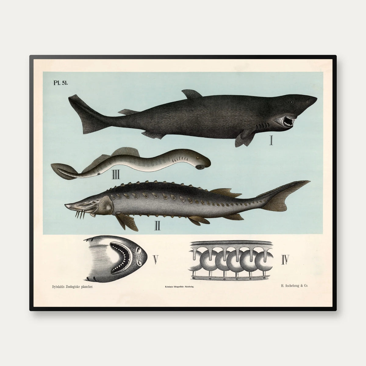 Bruskfisk 1881 - Dybdahls zoologiske planche - 60×50 cm – billede 1
