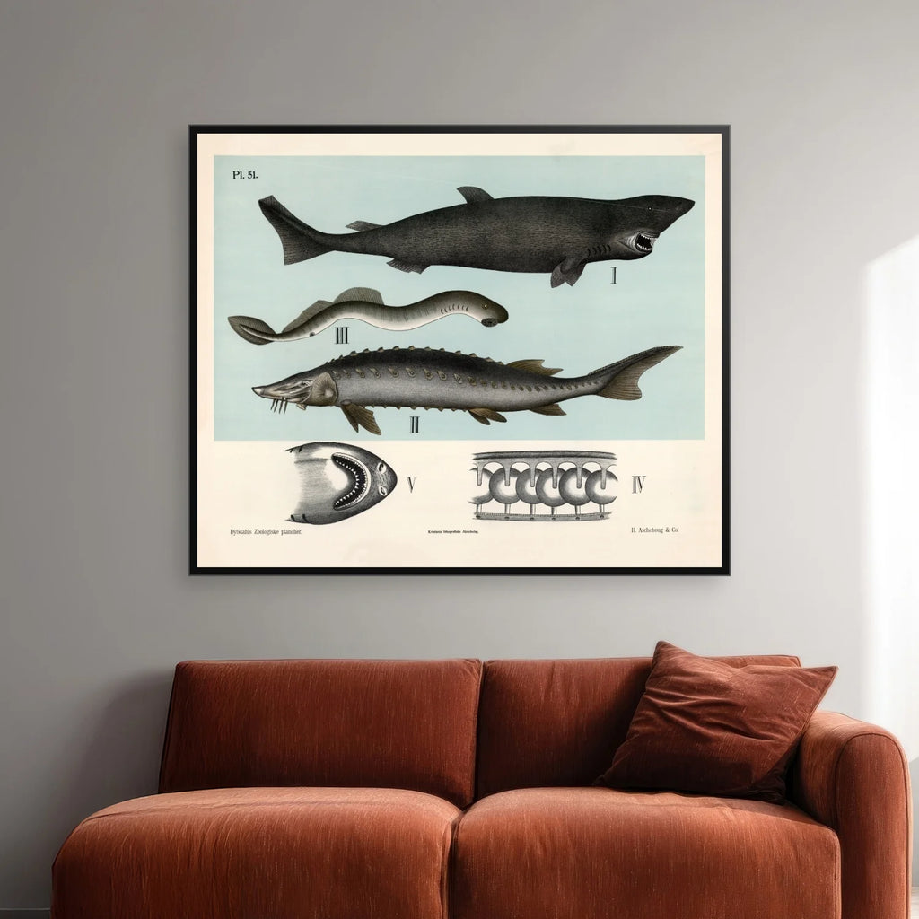 Bruskfisk 1881 - Dybdahls zoologiske planche - 60×50 cm – billede 2