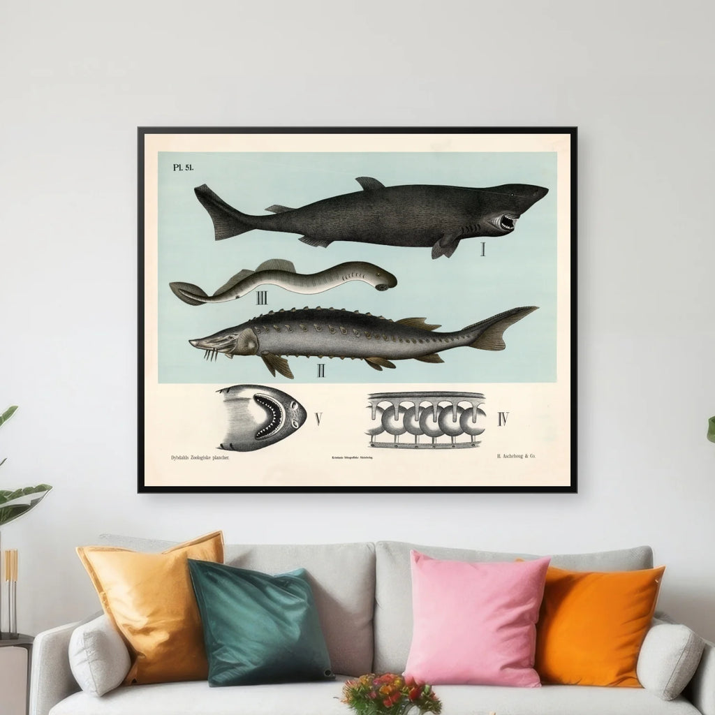 Bruskfisk 1881 - Dybdahls zoologiske planche - 60×50 cm – billede 3