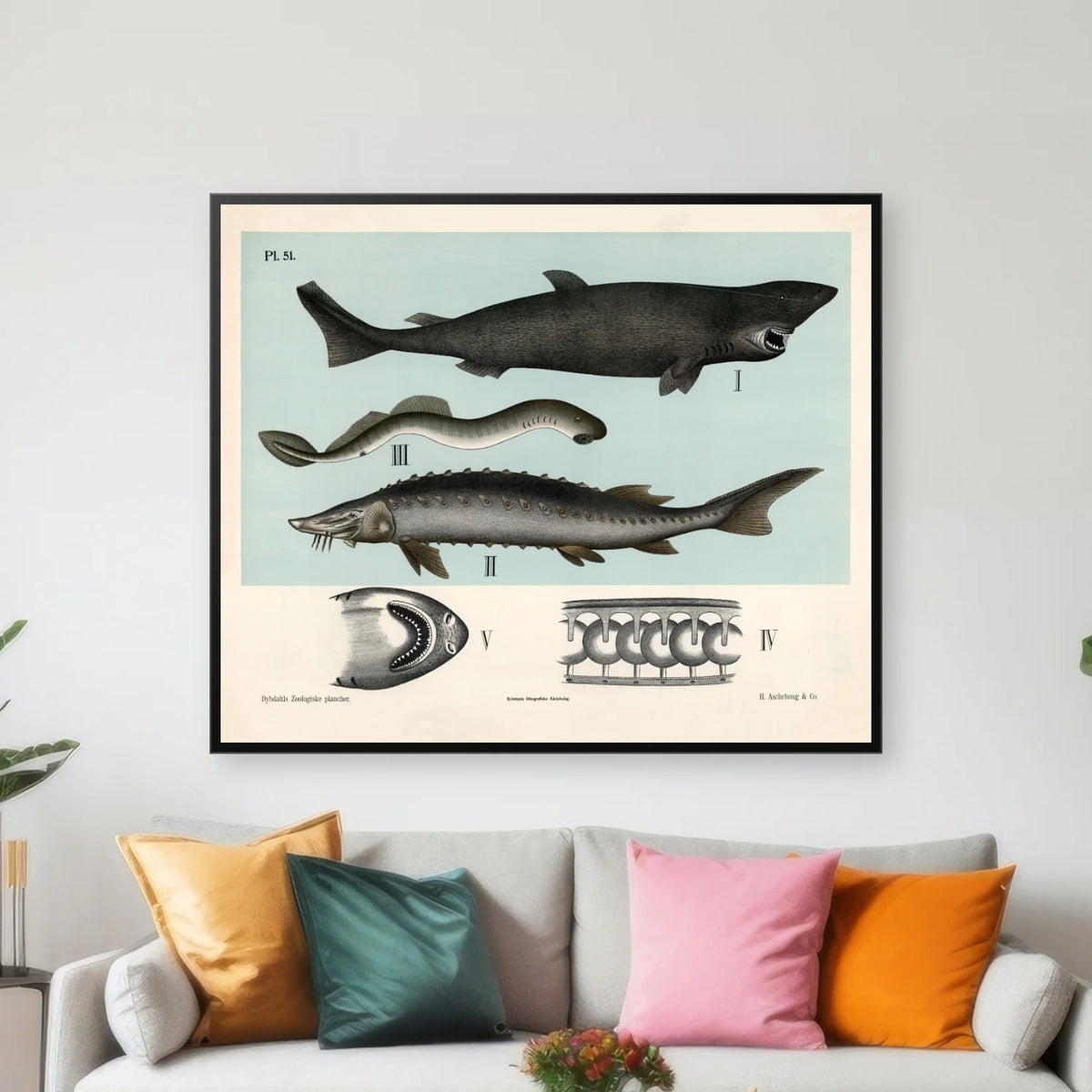 Bruskfisk 1881 - Dybdahls zoologiske planche - 60×50 cm – billede 3