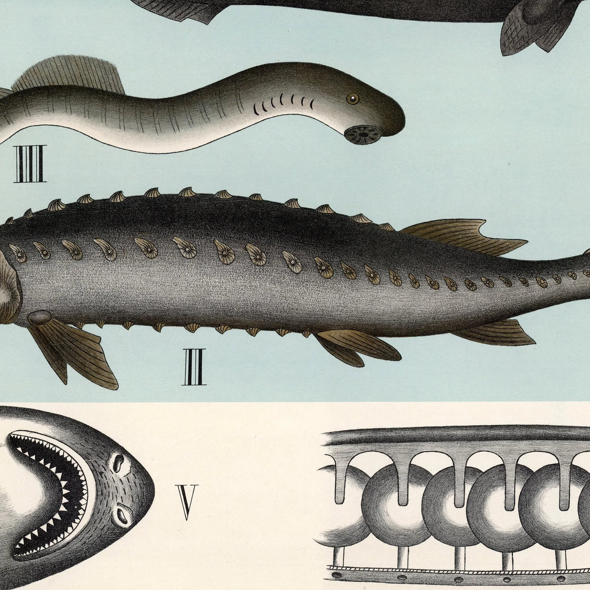 Bruskfisk 1881 - Dybdahls zoologiske planche - 60×50 cm – billede 4