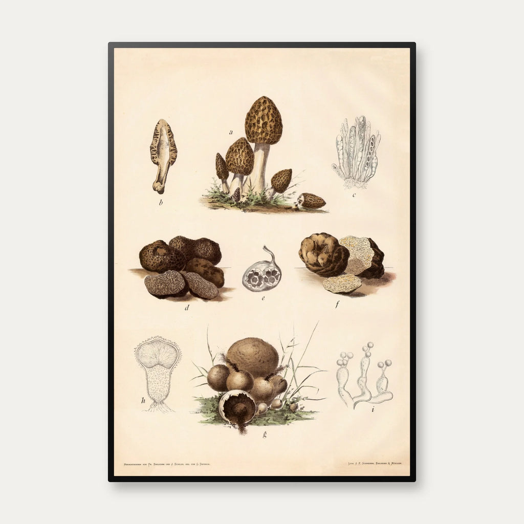 Morkel, trøffel og støvbold 1911 - Botanisk svampeplanche – billede 1