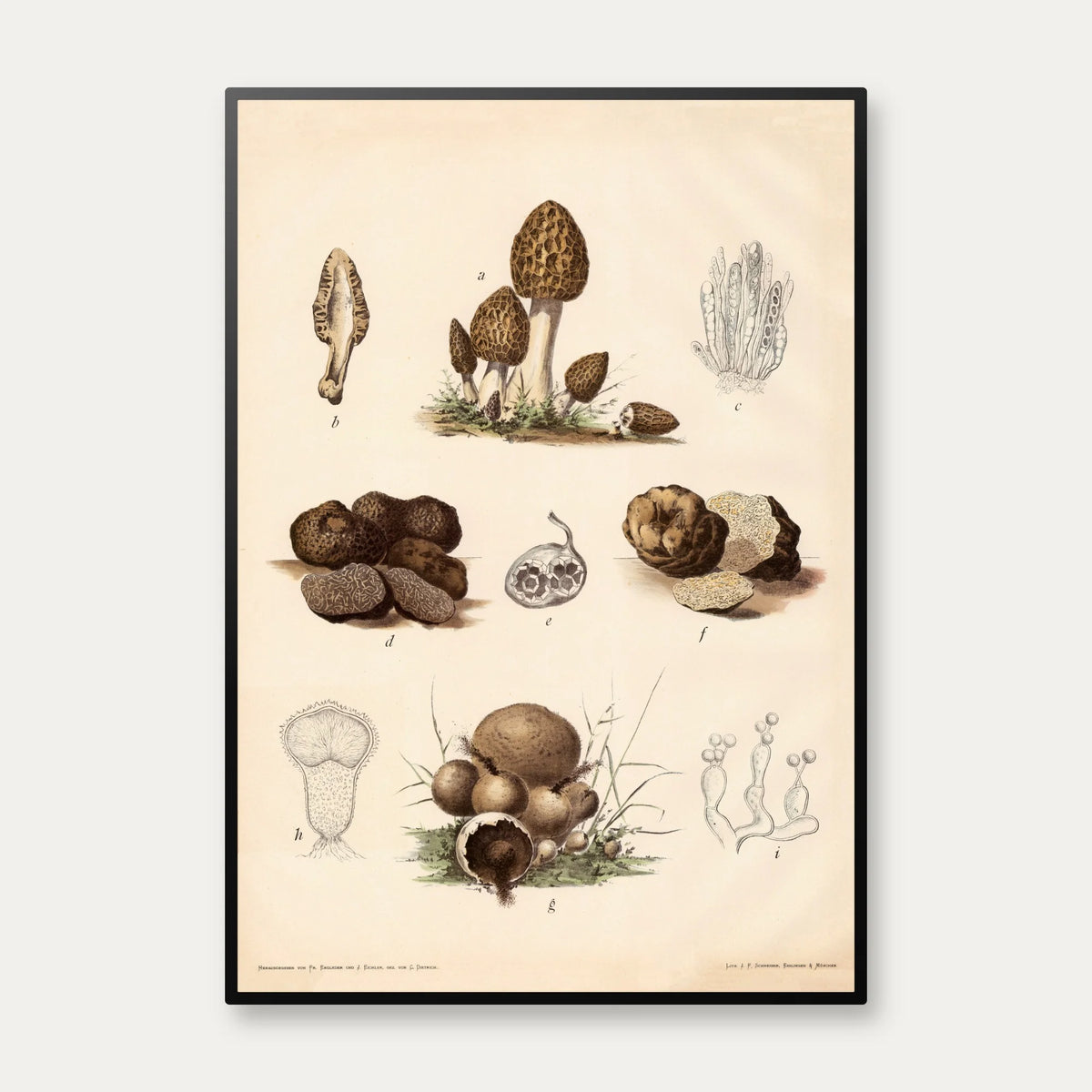 Morkel, trøffel og støvbold 1911 - Botanisk svampeplanche – billede 1