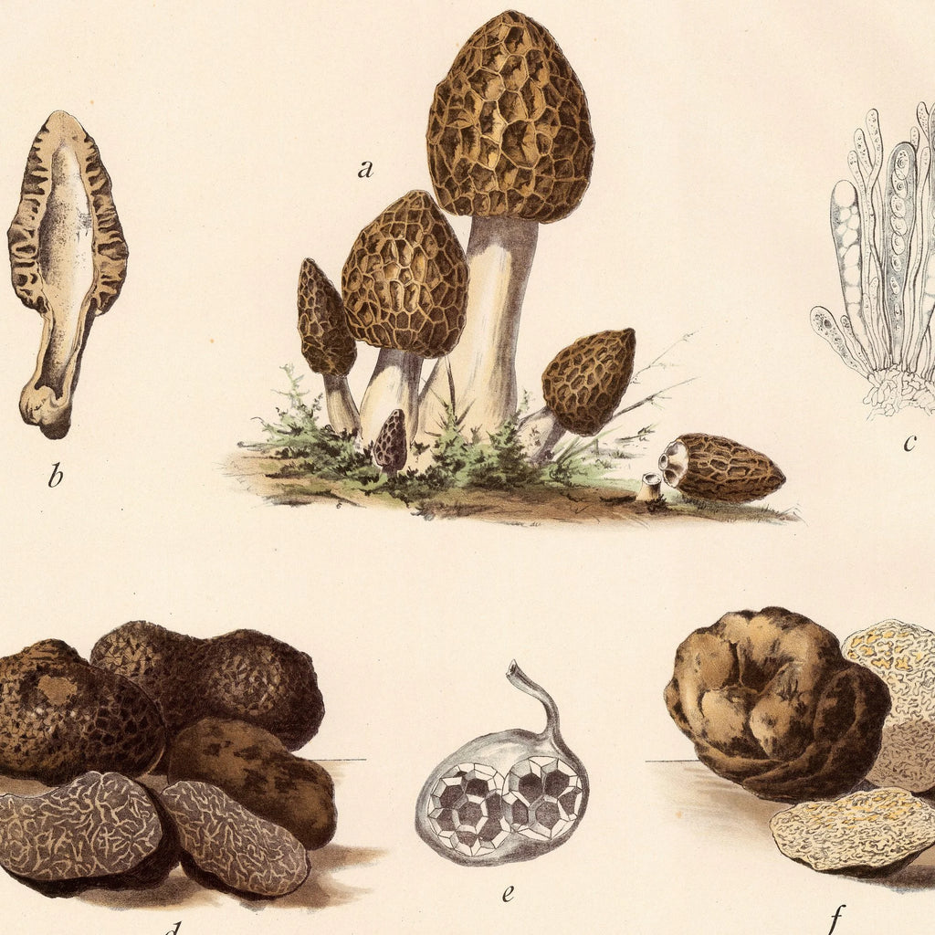 Morkel, trøffel og støvbold 1911 - Botanisk svampeplanche – billede 4