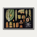 Stor kålsommerfugl 1910 - Zoologisk planche – billede 1