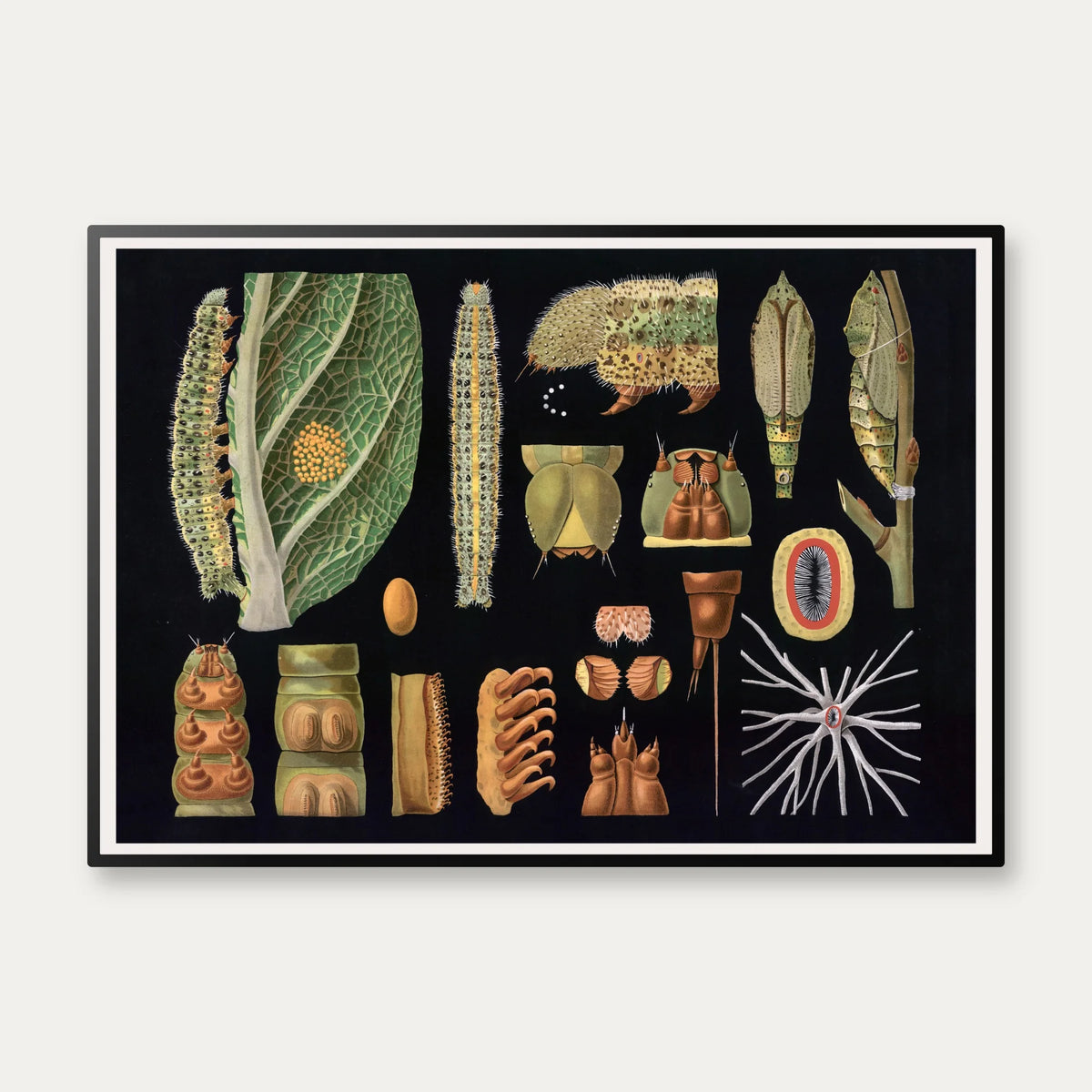 Stor kålsommerfugl 1910 - Zoologisk planche – billede 1