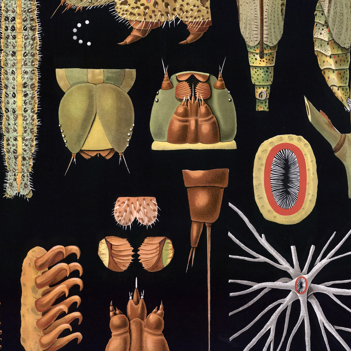 Stor kålsommerfugl 1910 - Zoologisk planche – billede 4