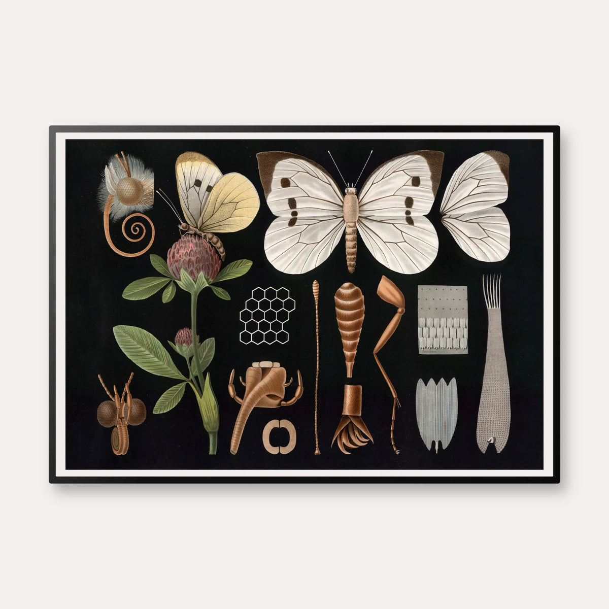 Stor kålsommerfugl II 1910 - Zoologisk planche – billede 1