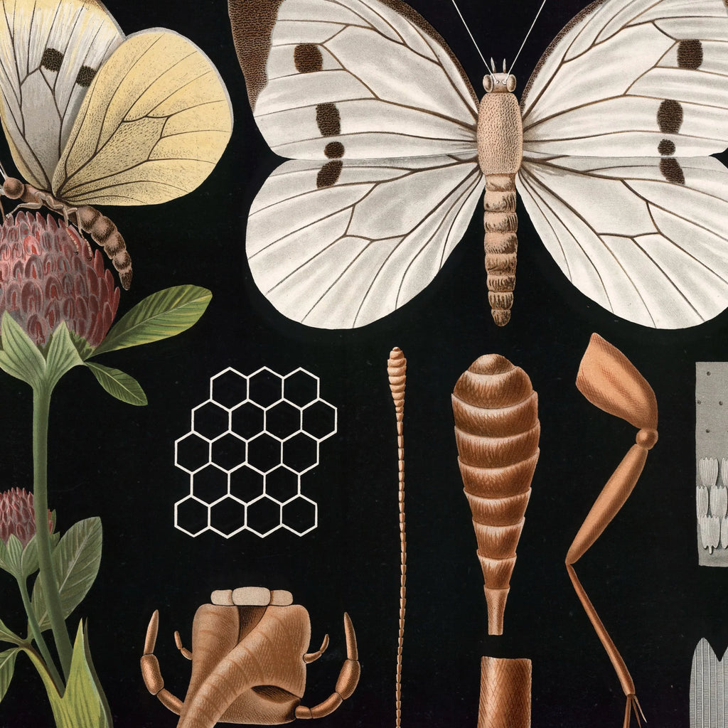 Stor kålsommerfugl II 1910 - Zoologisk planche – billede 4