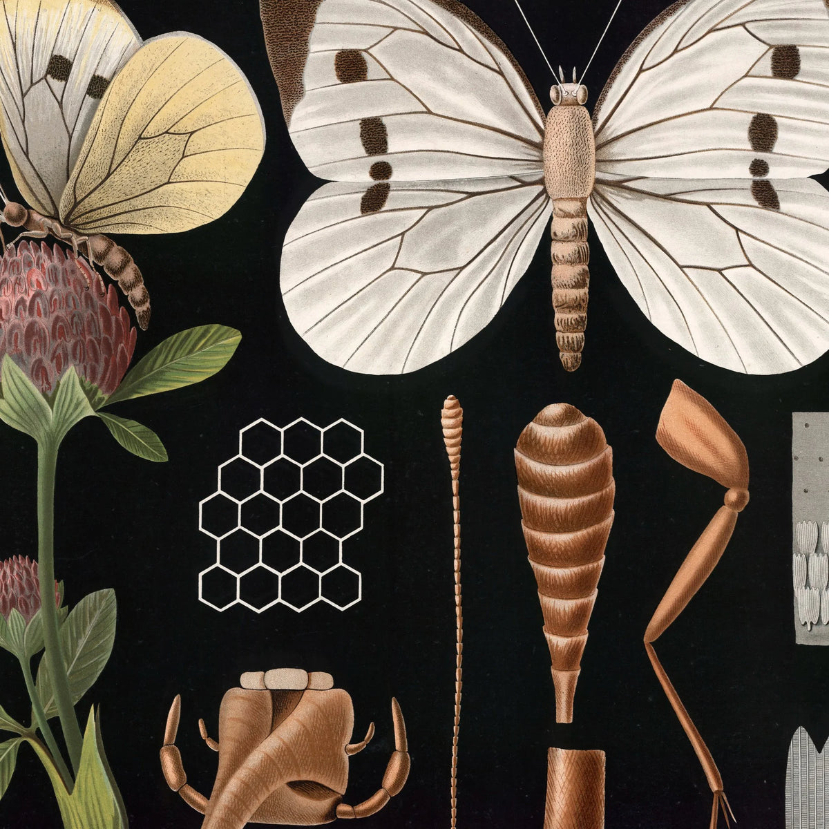 Stor kålsommerfugl II 1910 - Zoologisk planche – billede 4