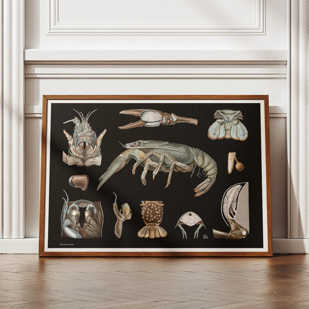 Flodkrebs 1910 - Zoologisk planche – billede 2