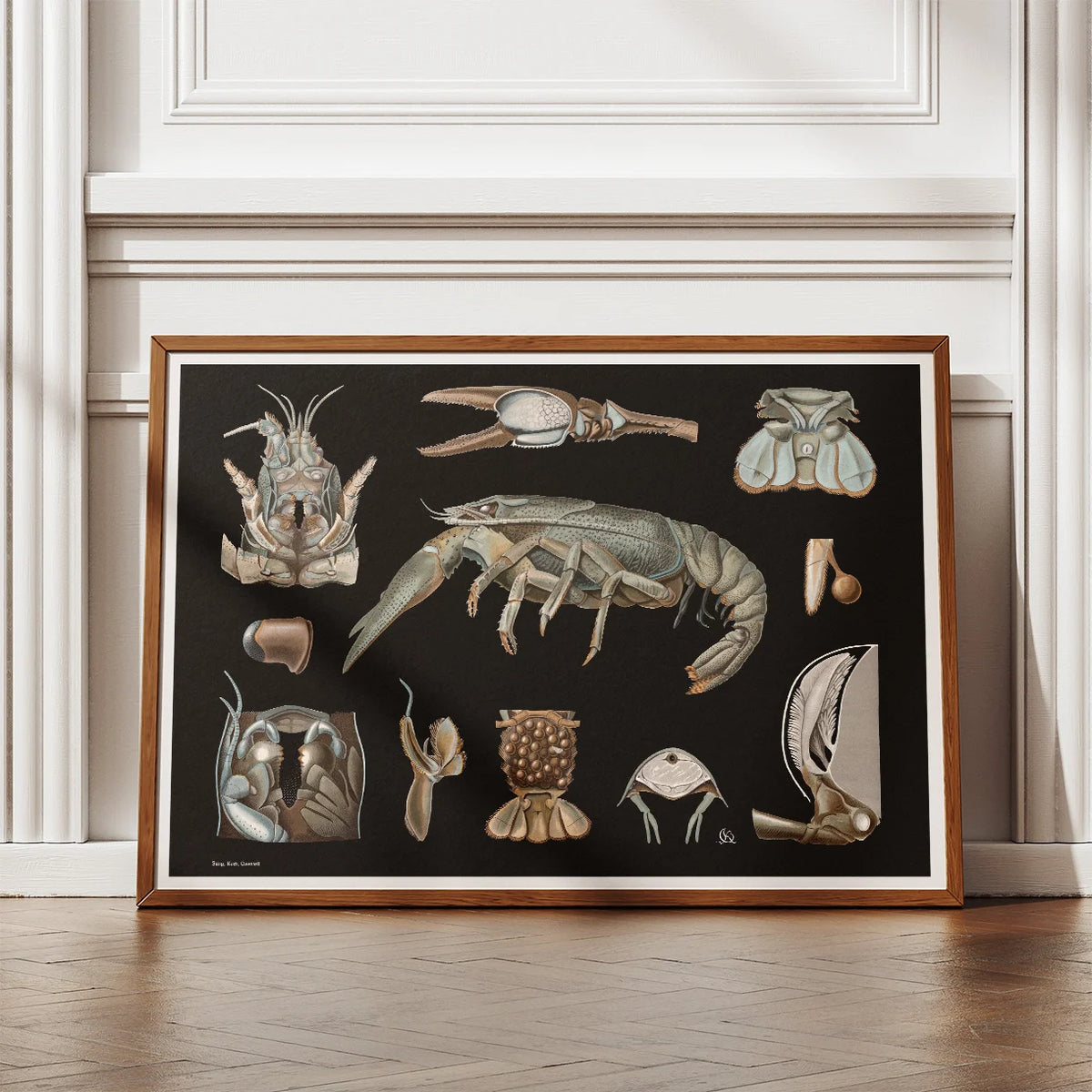 Flodkrebs 1910 - Zoologisk planche – billede 2