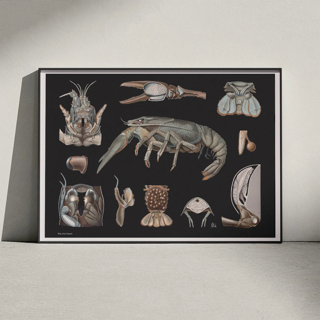 Flodkrebs 1910 - Zoologisk planche – billede 3