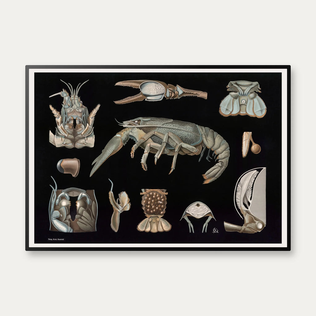 Flodkrebs 1910 - Zoologisk planche – billede 1