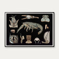 Flodkrebs 1910 - Zoologisk planche – billede 1