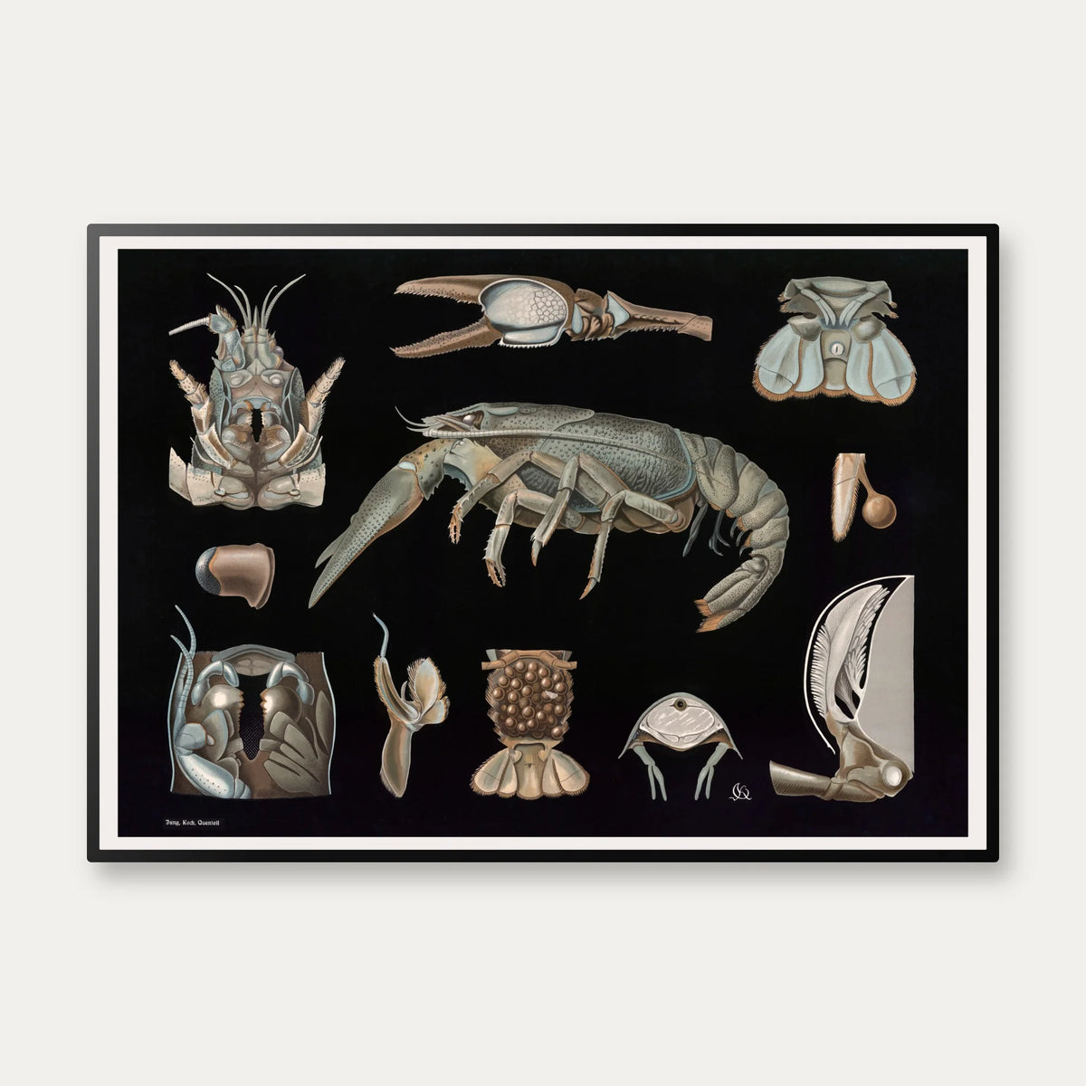 Flodkrebs 1910 - Zoologisk planche – billede 1