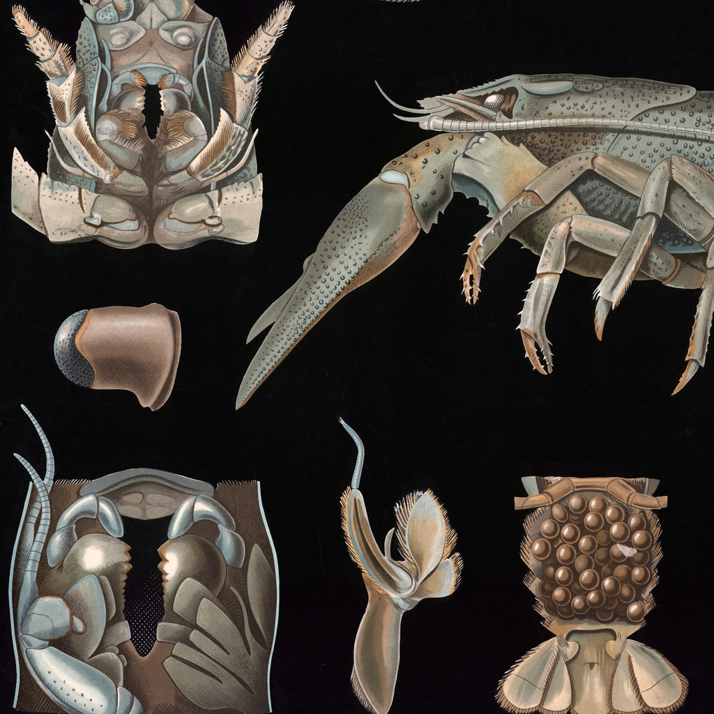 Flodkrebs 1910 - Zoologisk planche – billede 4