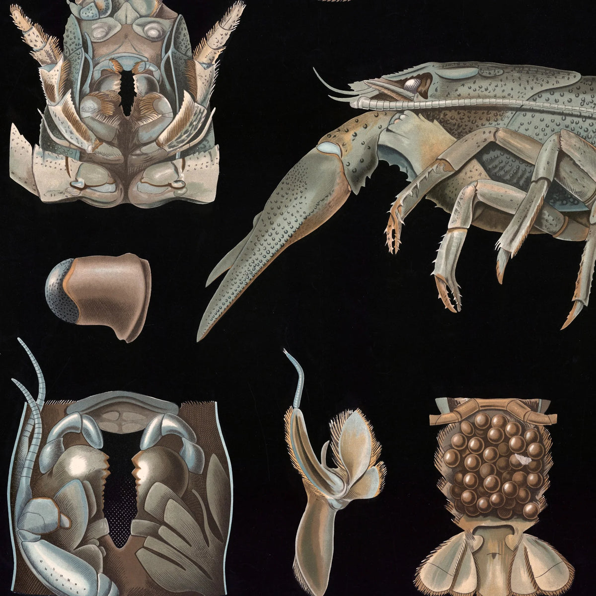Flodkrebs 1910 - Zoologisk planche – billede 4