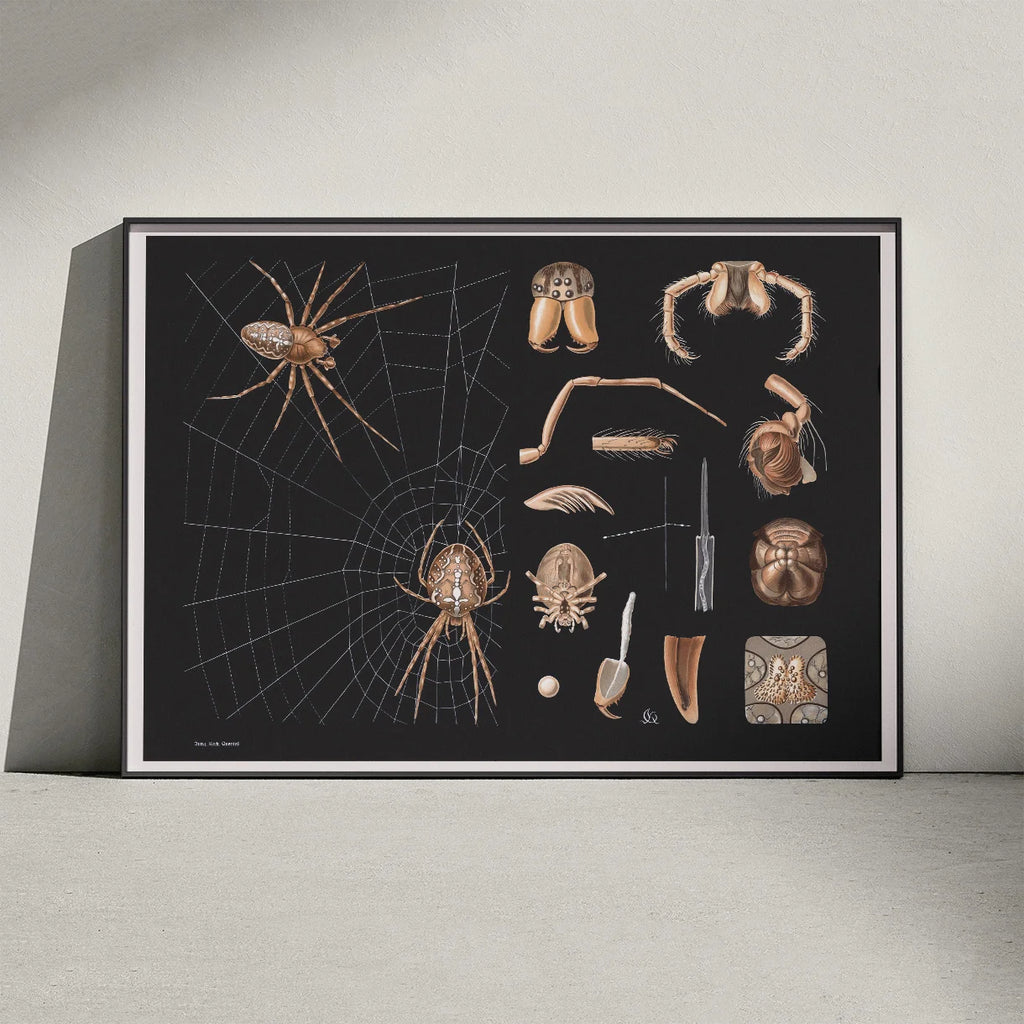 Korsedderkop 1910 - Zoologisk planche – billede 3