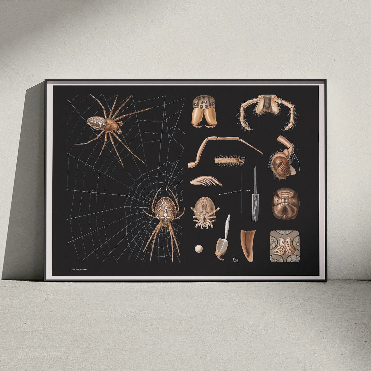 Korsedderkop 1910 - Zoologisk planche – billede 3