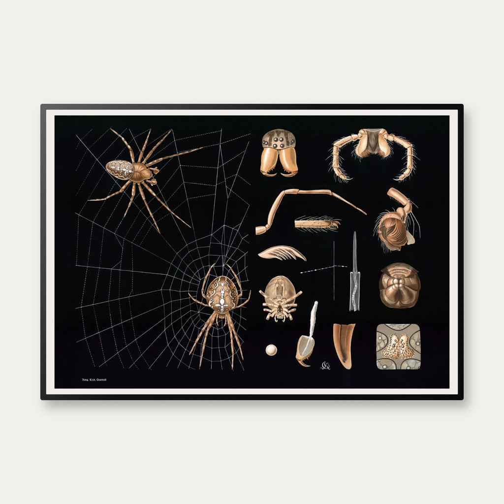 Korsedderkop 1910 - Zoologisk planche – billede 1