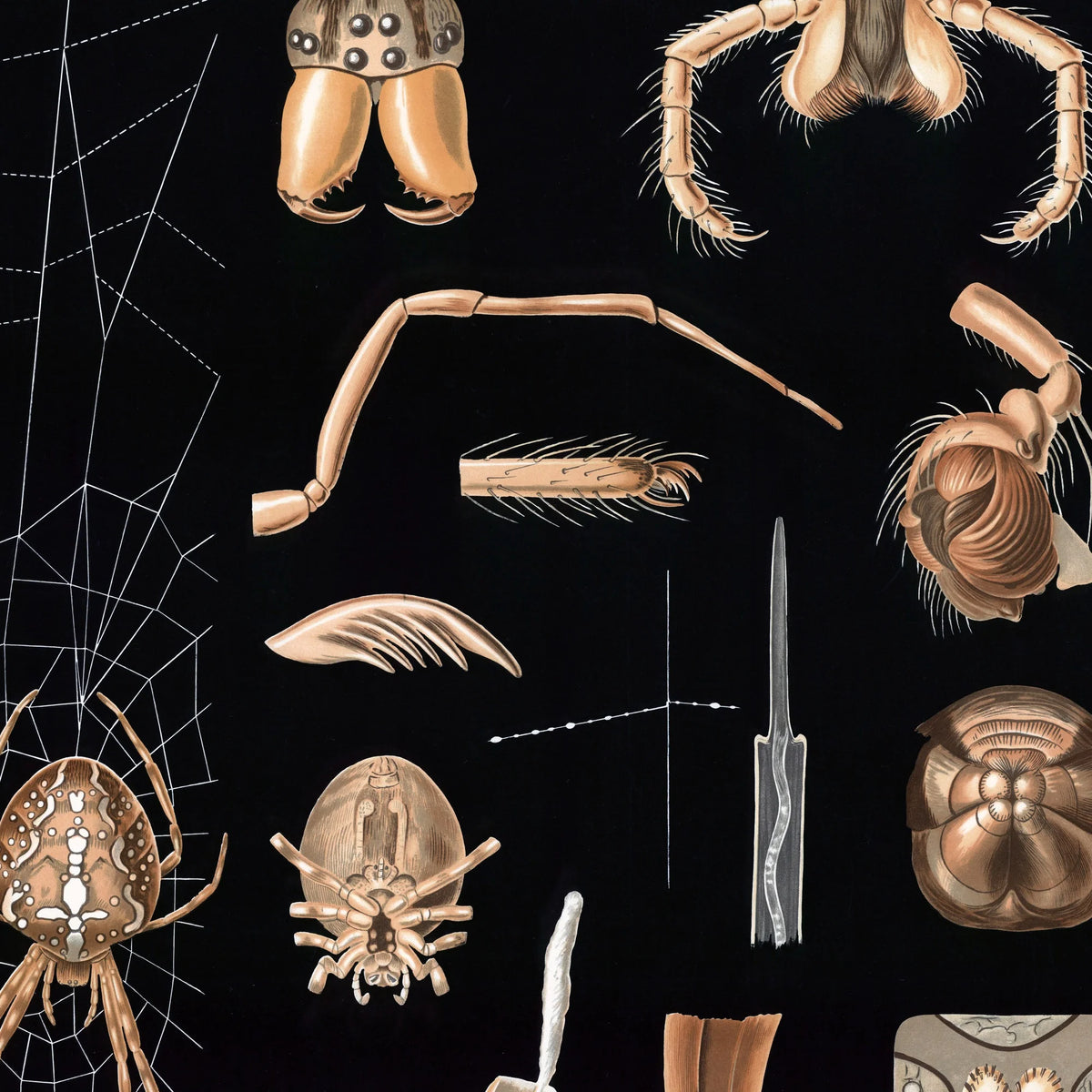 Korsedderkop 1910 - Zoologisk planche – billede 4