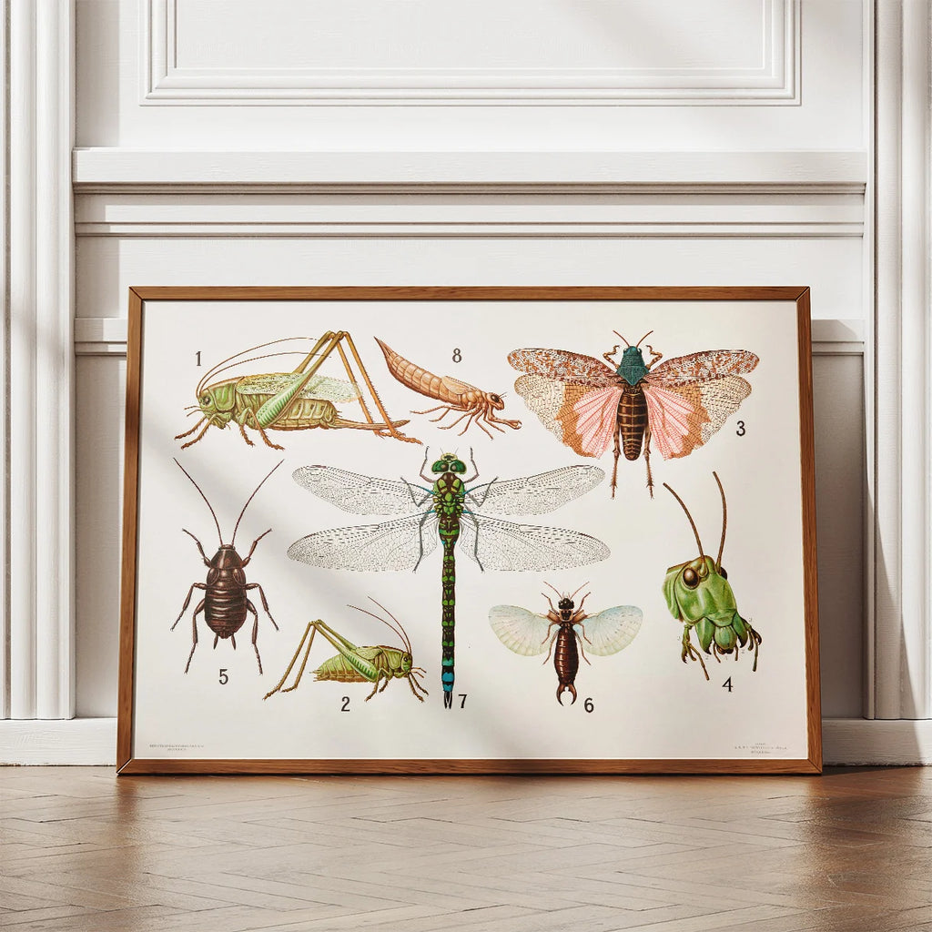 Retvingede insekter 1911 - Insektplanche – billede 2