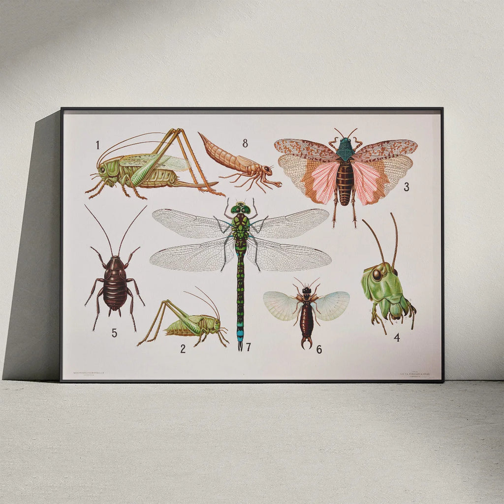 Retvingede insekter 1911 - Insektplanche – billede 3