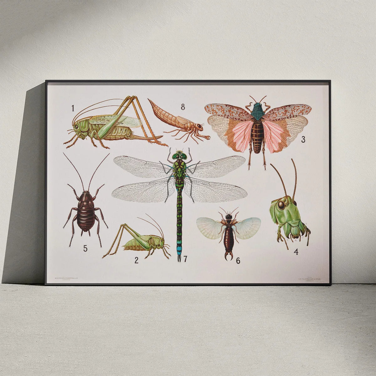 Retvingede insekter 1911 - Insektplanche – billede 3