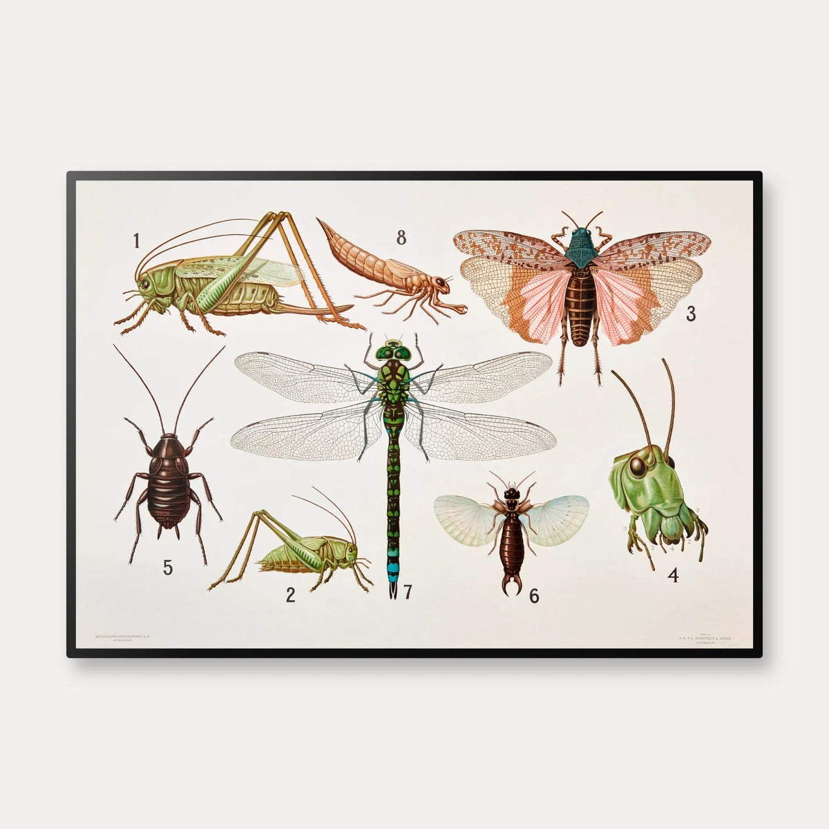 Retvingede insekter 1911 - Insektplanche – billede 1