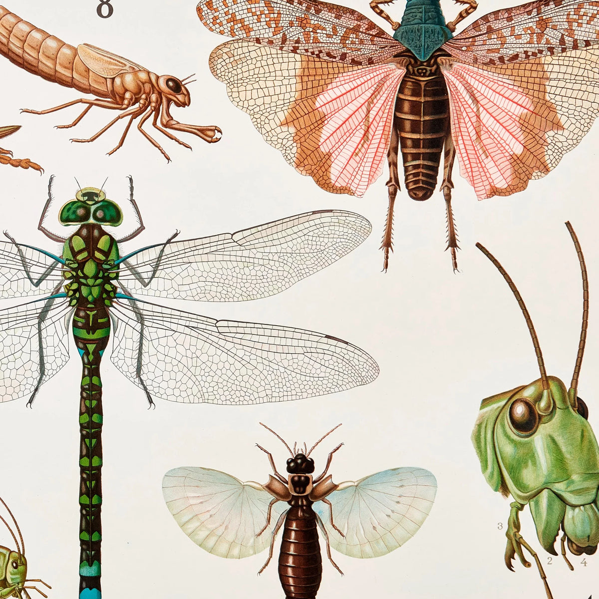 Retvingede insekter 1911 - Insektplanche – billede 4