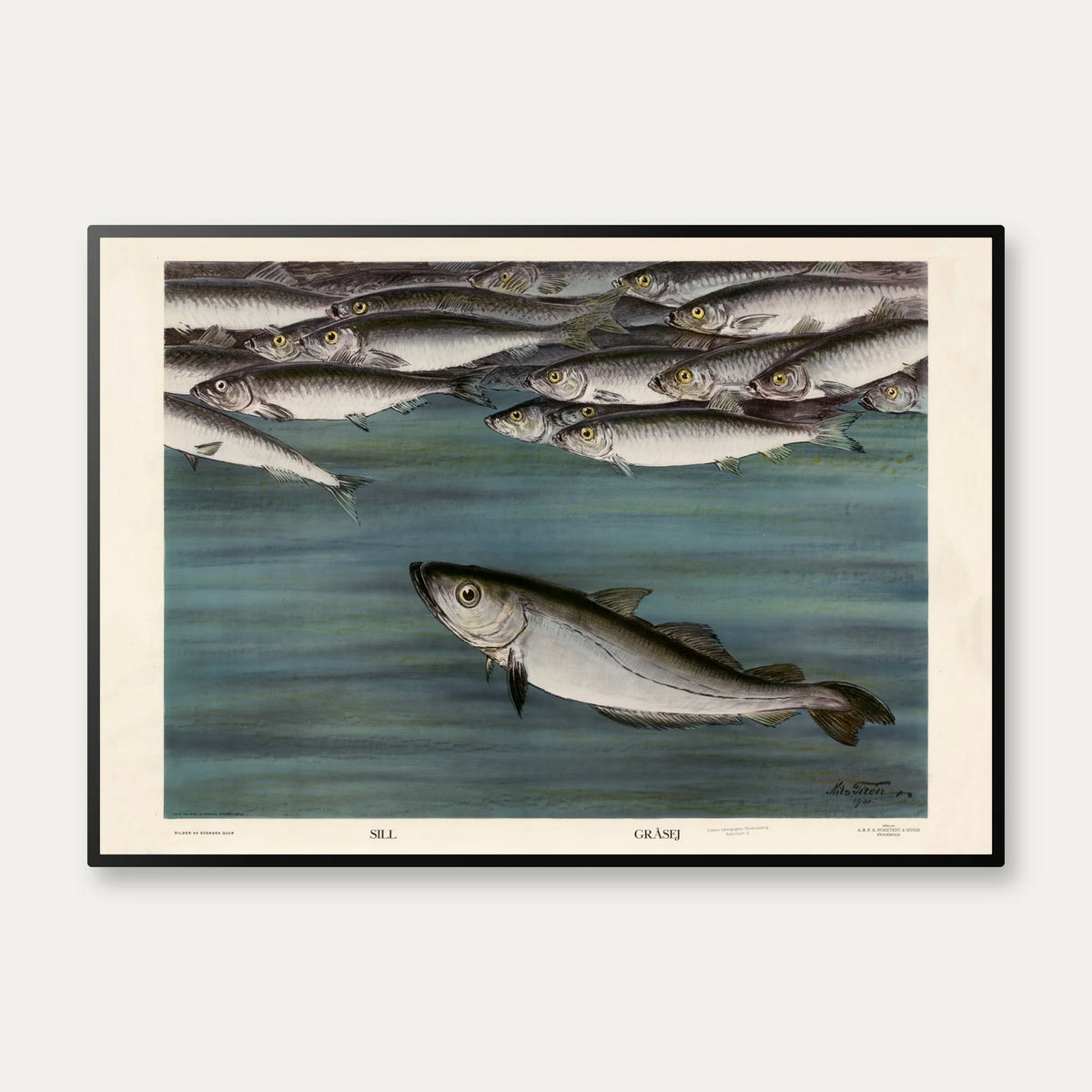 Sild og gråsej 1931 - Zoologisk planche af Nils Tirén – billede 1