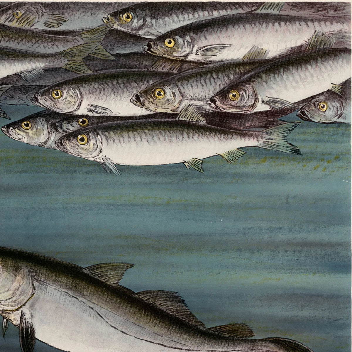 Sild og gråsej 1931 - Zoologisk planche af Nils Tirén – billede 4