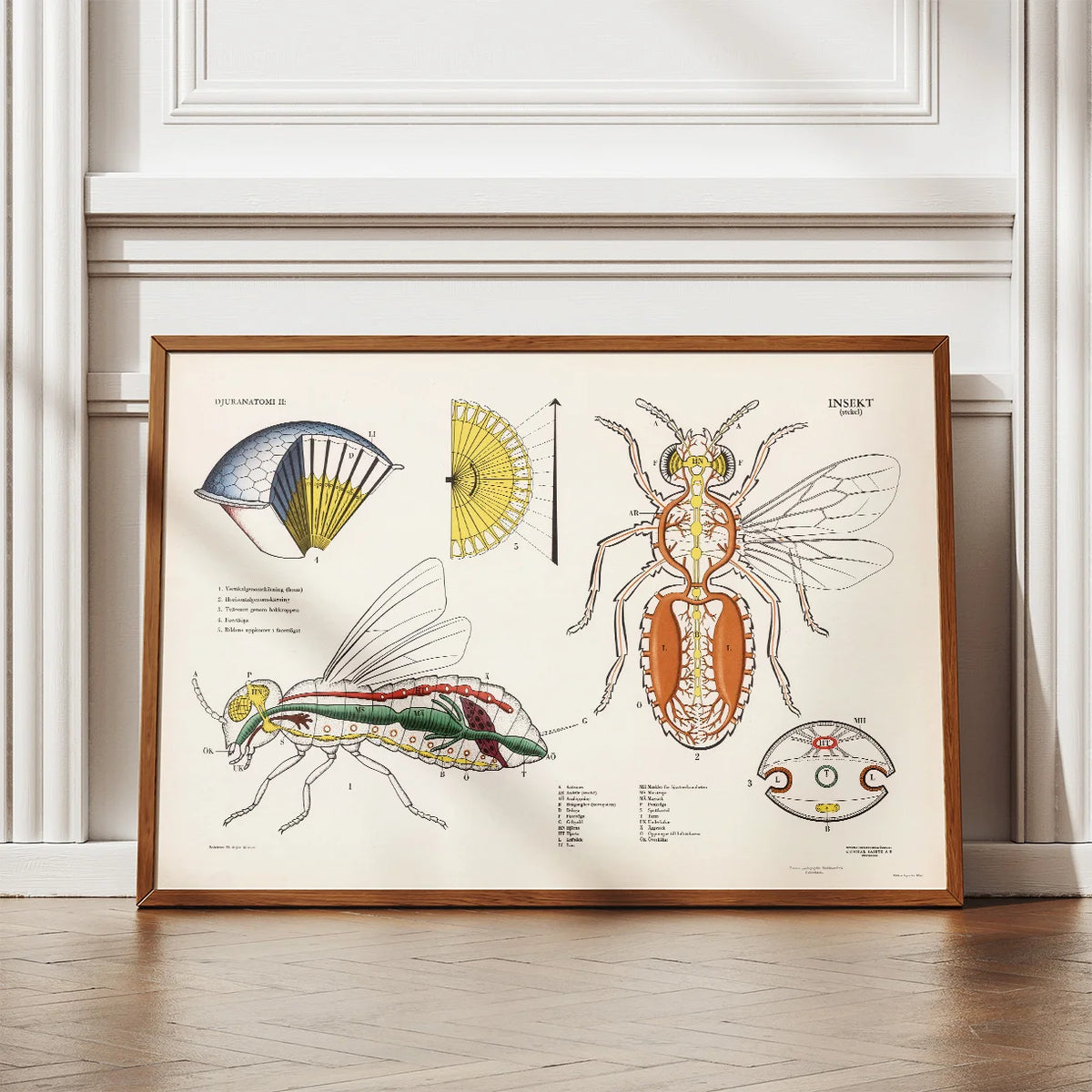 Hveps 1950 - Biologisk skoleplakat – billede 2