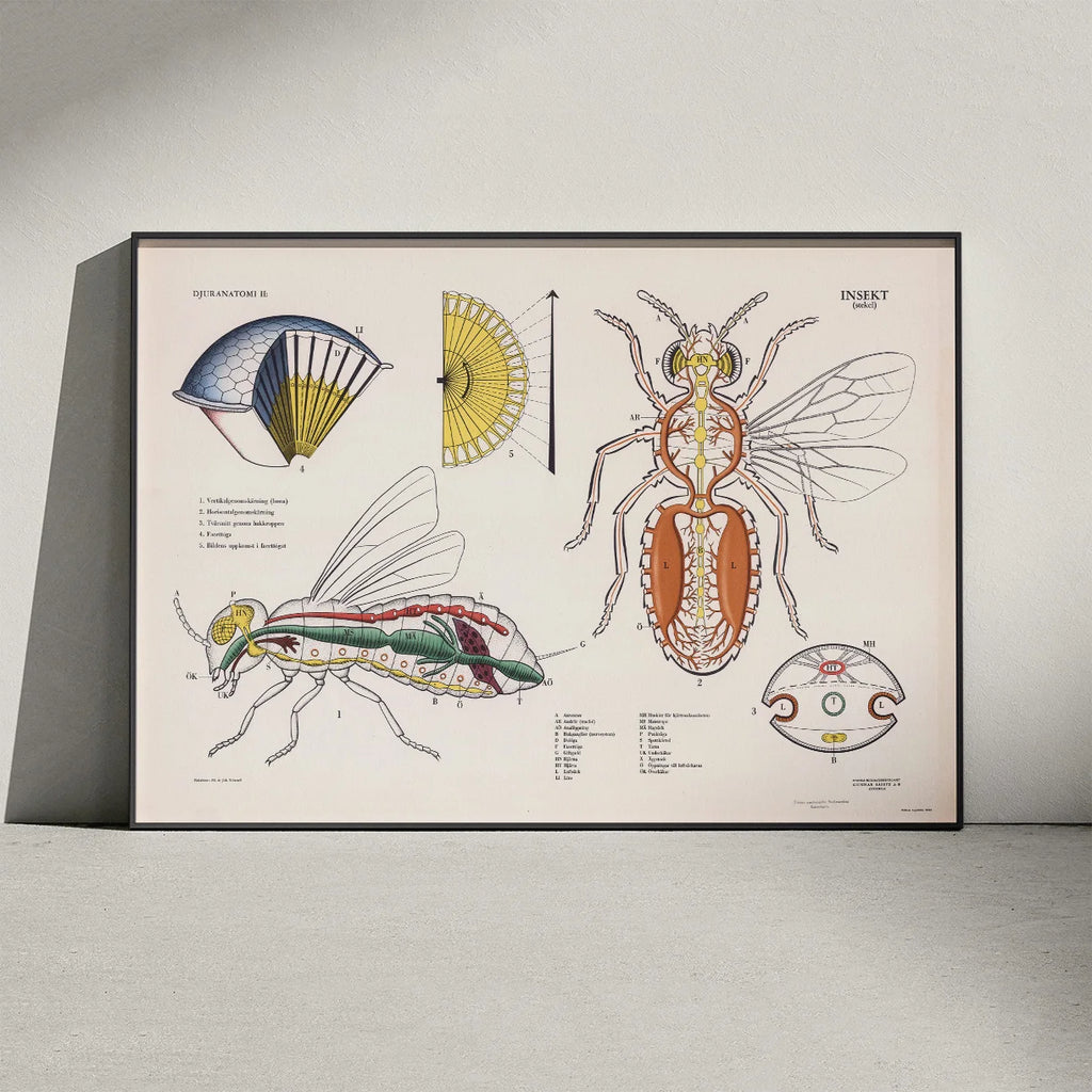 Hveps 1950 - Biologisk skoleplakat – billede 3
