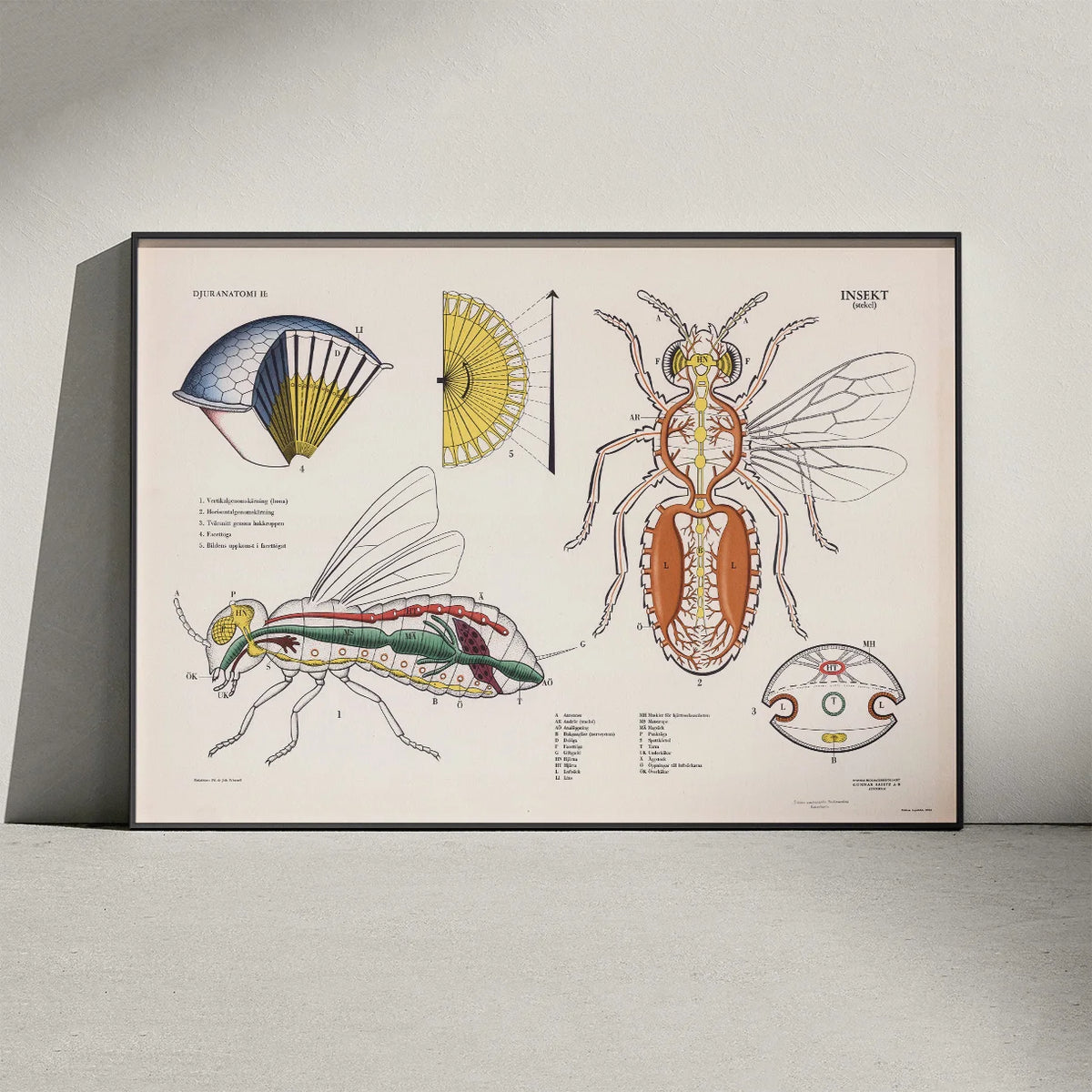 Hveps 1950 - Biologisk skoleplakat – billede 3
