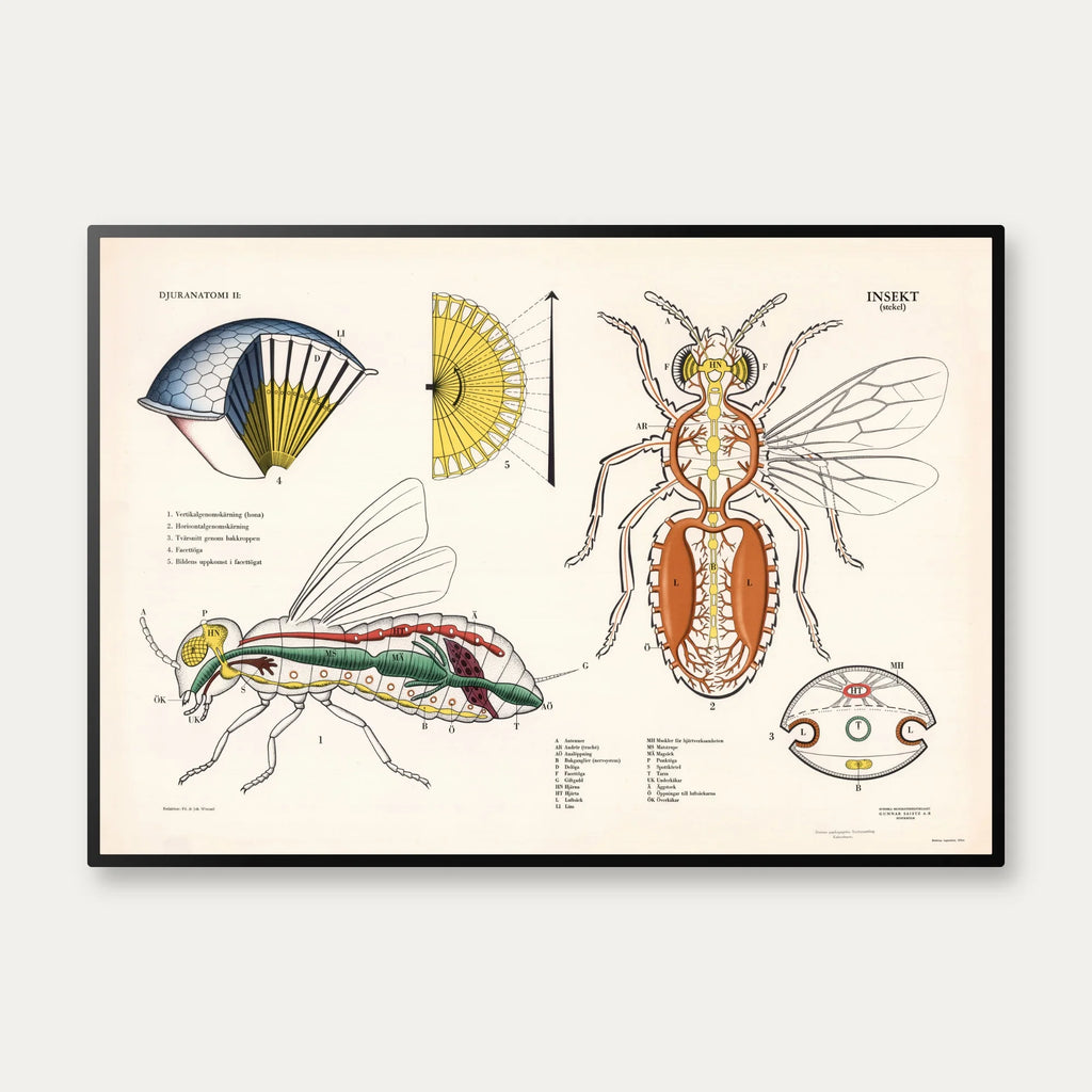 Hveps 1950 - Biologisk skoleplakat – billede 1