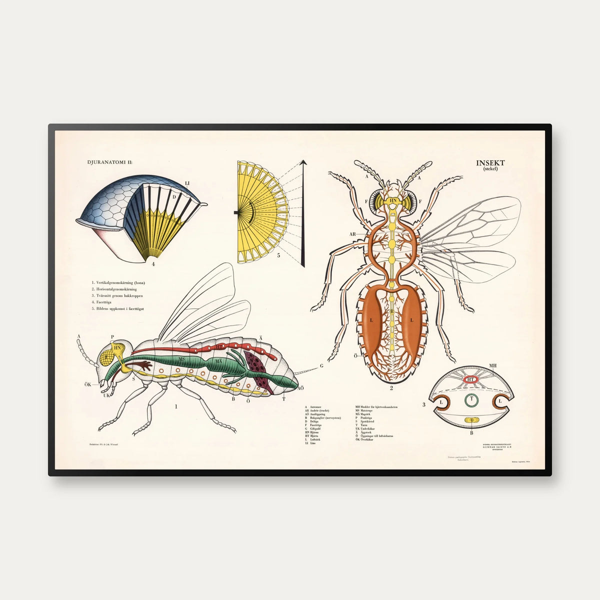 Hveps 1950 - Biologisk skoleplakat – billede 1