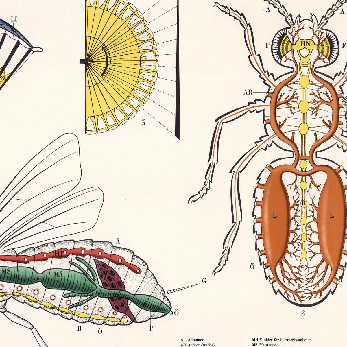 Hveps 1950 - Biologisk skoleplakat – billede 4