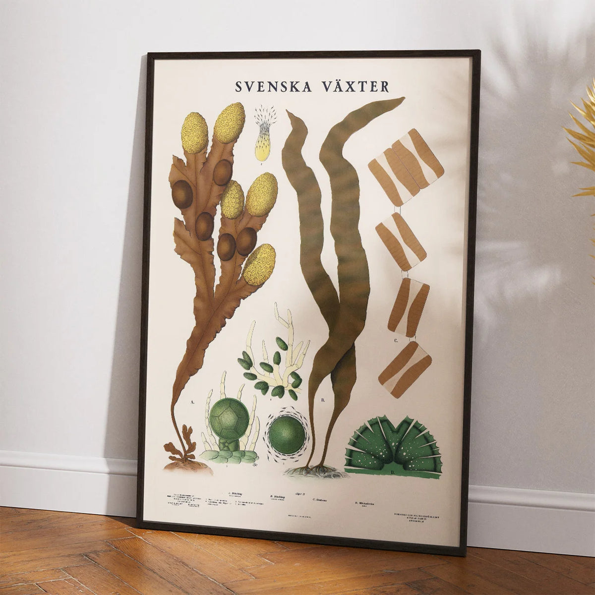 Blæretang, sukkertang og diatomeer 1939 - Botanisk planche – billede 2
