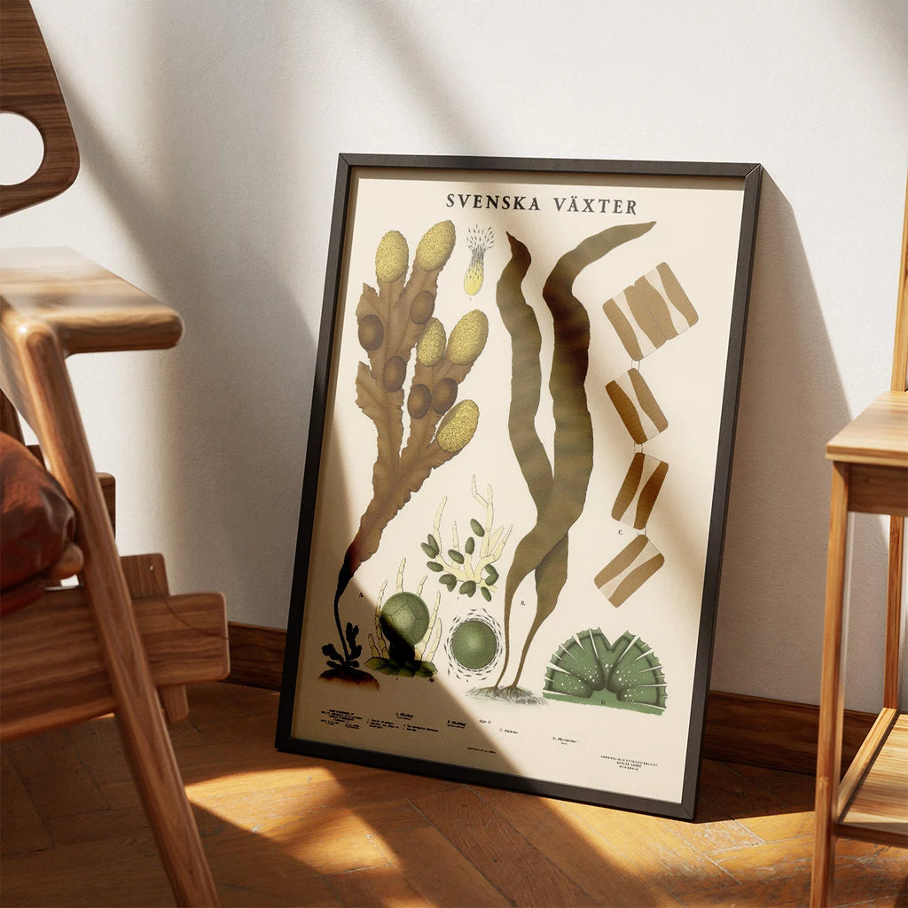 Blæretang, sukkertang og diatomeer 1939 - Botanisk planche – billede 3