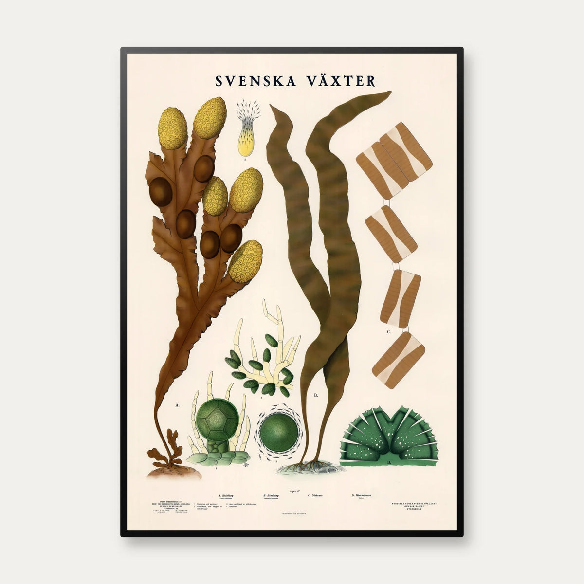 Blæretang, sukkertang og diatomeer 1939 - Botanisk planche – billede 1