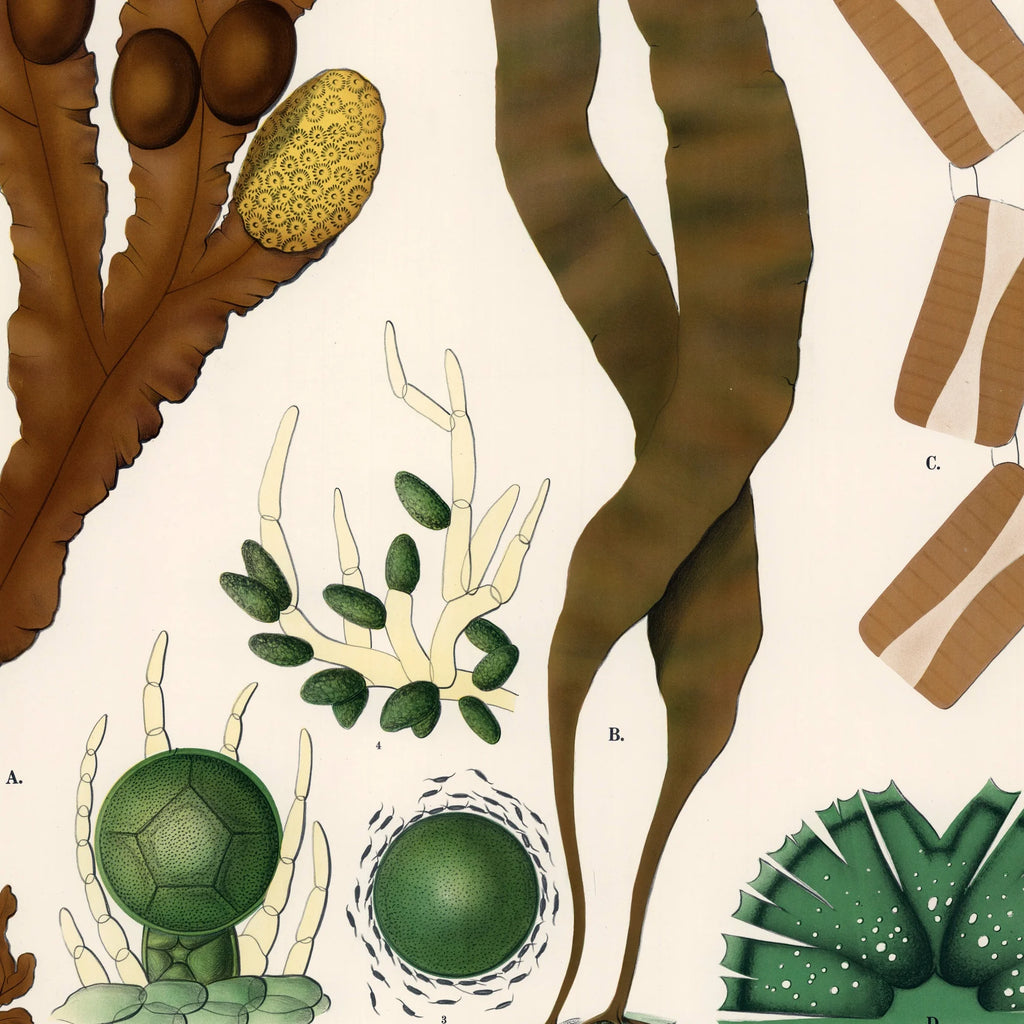 Blæretang, sukkertang og diatomeer 1939 - Botanisk planche – billede 4