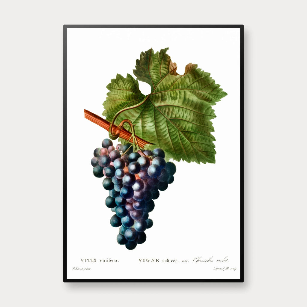 Vinranke - Botanisk illustration af Pierre-Joseph Redouté – billede 1