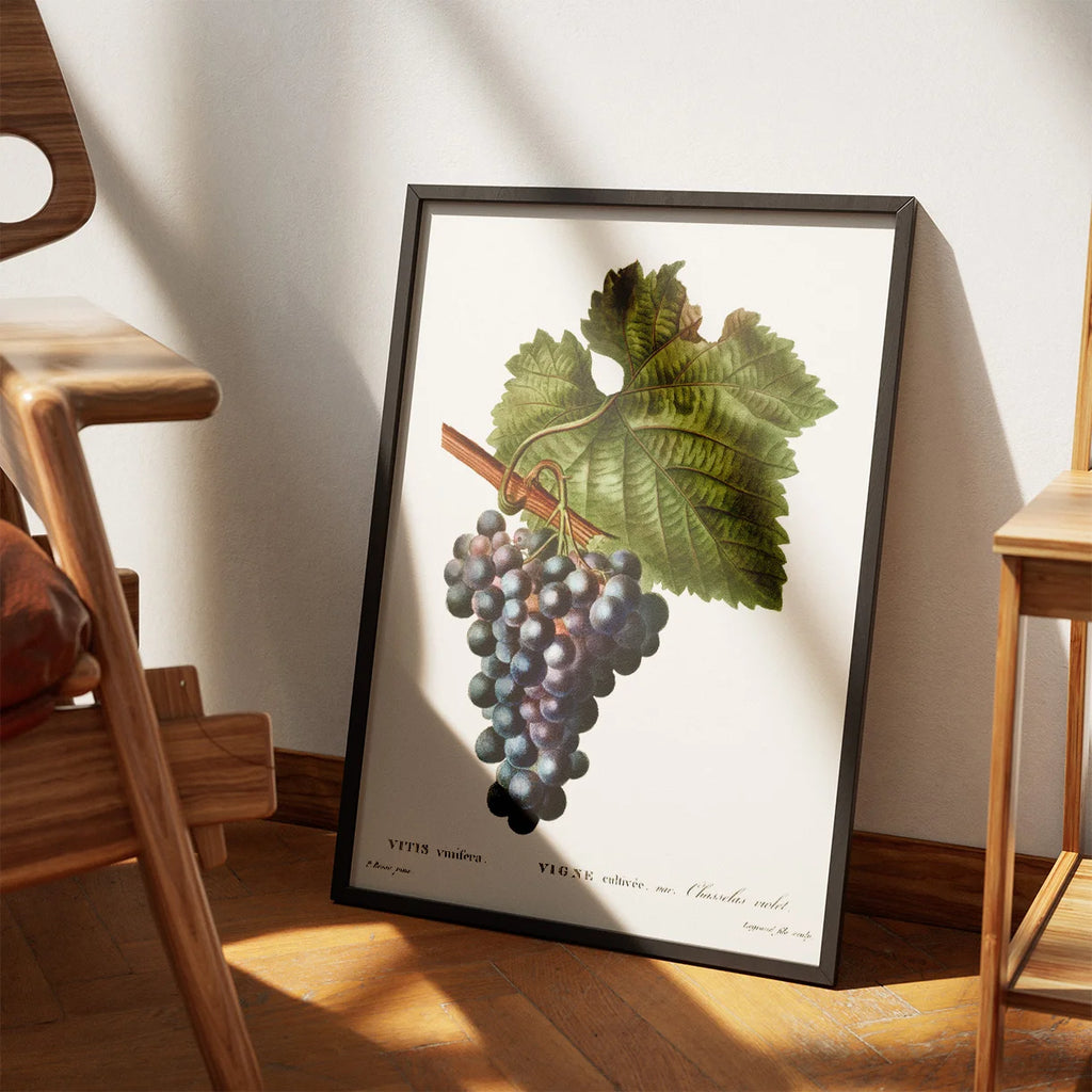 Vinranke - Botanisk illustration af Pierre-Joseph Redouté – billede 3