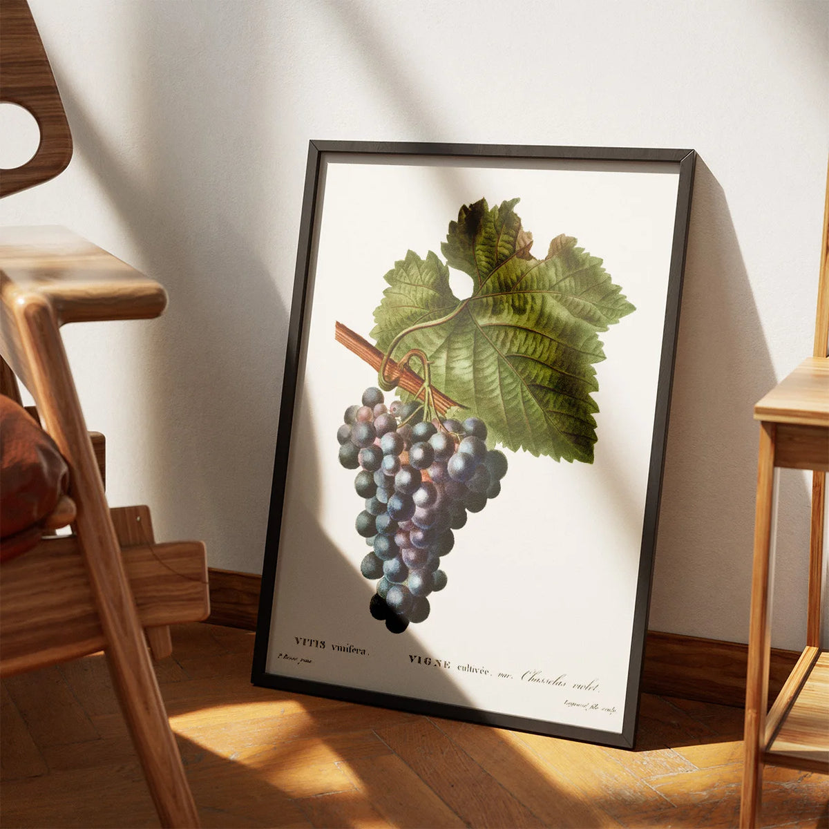 Vinranke - Botanisk illustration af Pierre-Joseph Redouté – billede 3