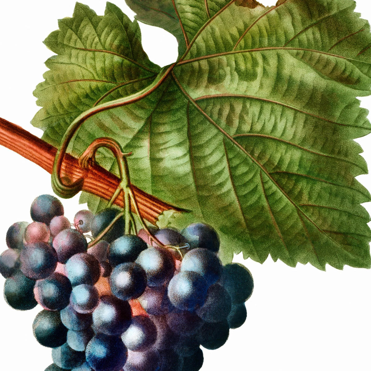 Vinranke - Botanisk illustration af Pierre-Joseph Redouté – billede 4