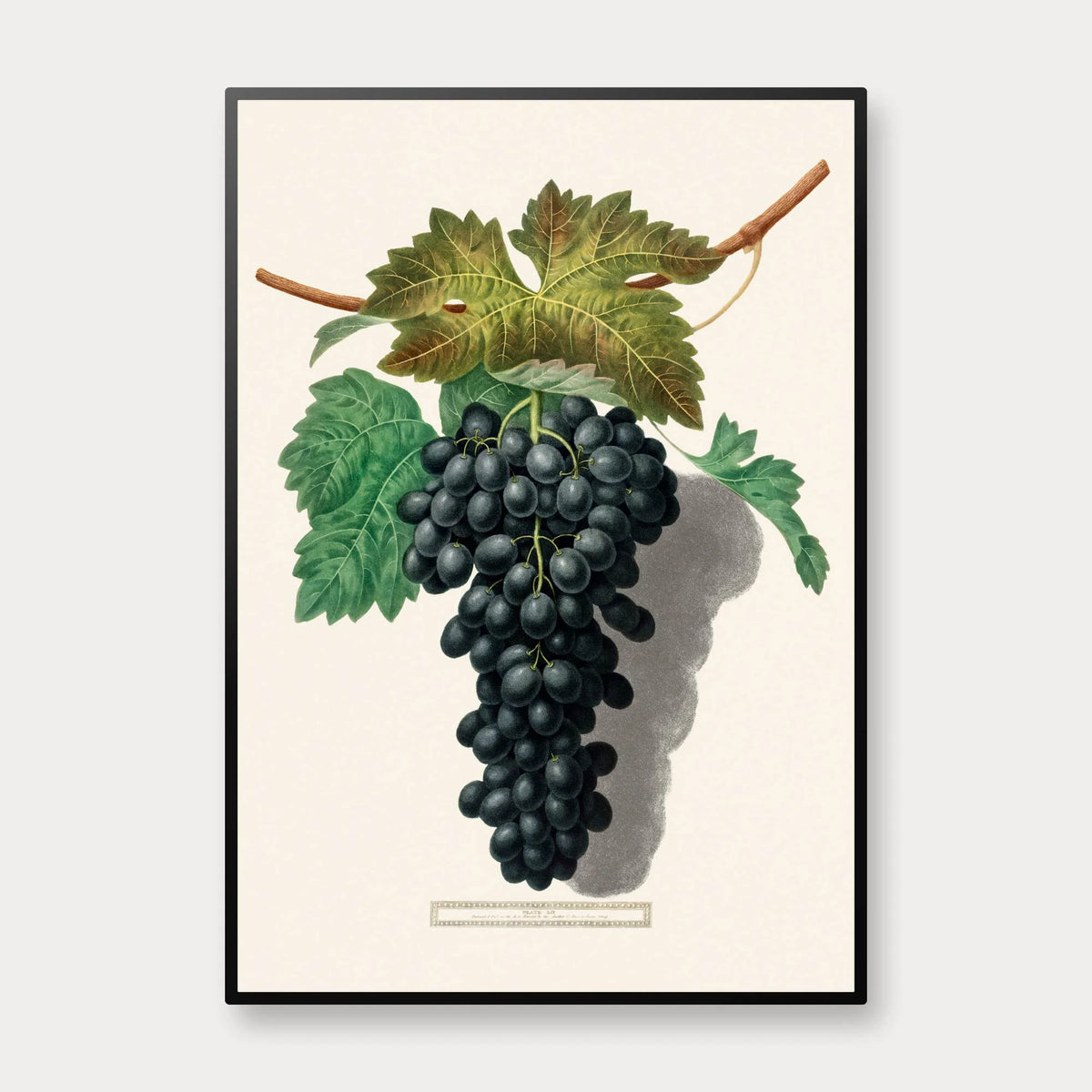 Black Prince 1809 - Vindruer af George Brookshaw – billede 1