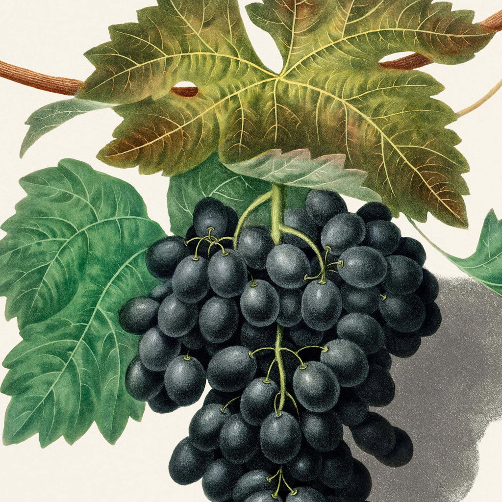 Black Prince 1809 - Vindruer af George Brookshaw – billede 4